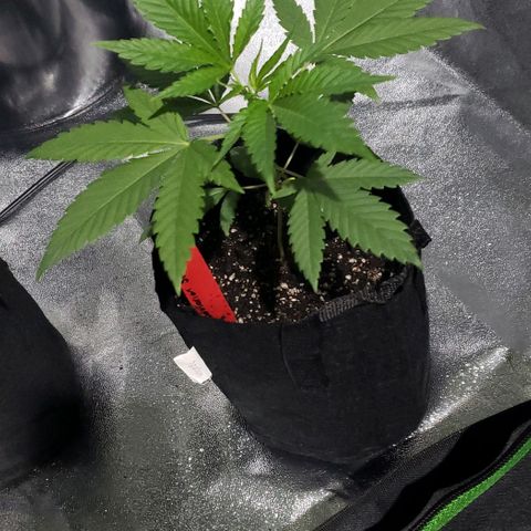 Samarian Sunset growlog timeline photo