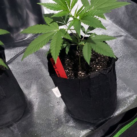 Samarian Sunset growlog timeline photo