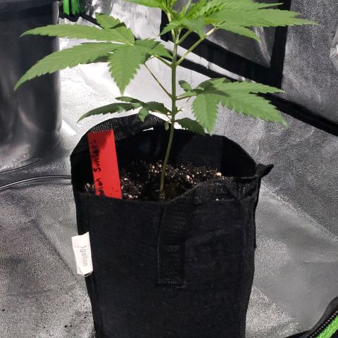 Samarian Sunset growlog timeline photo