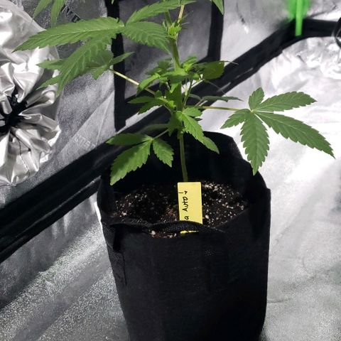 Patacon growlog timeline photo