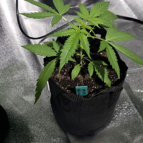 Angelito growlog timeline photo