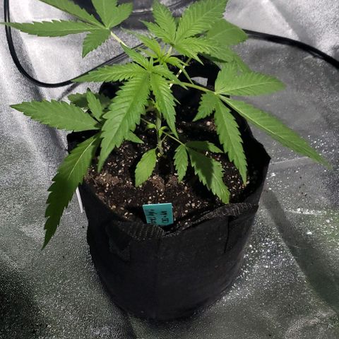 Angelito growlog timeline photo