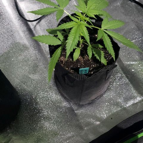 Angelito growlog timeline photo