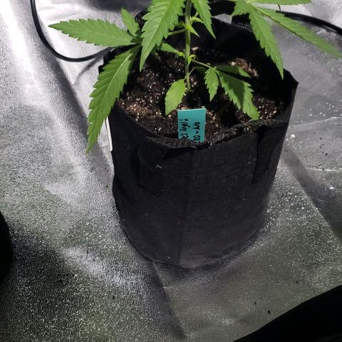 Angelito growlog timeline photo