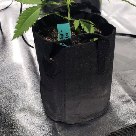 Angelito growlog timeline photo
