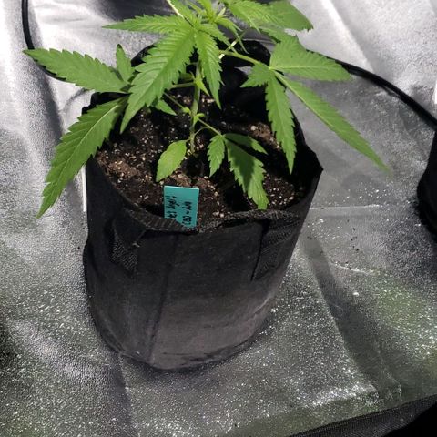 Angelito growlog timeline photo