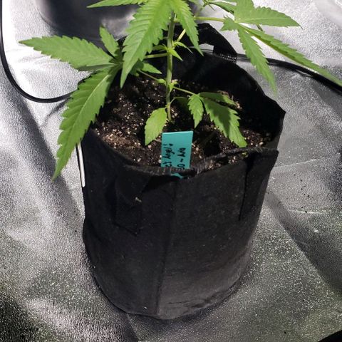 Angelito growlog timeline photo