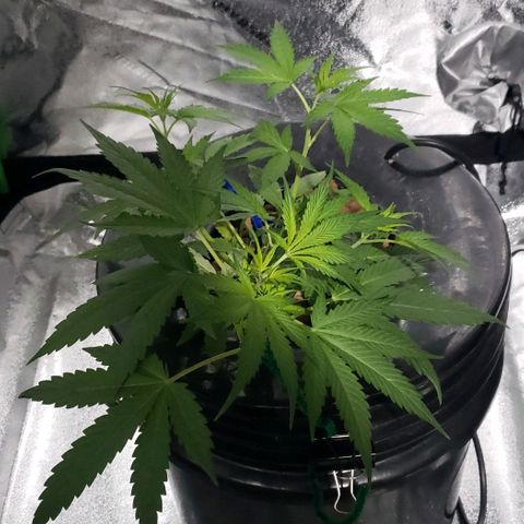 Guineo growlog timeline photo