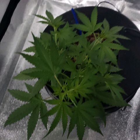 Guineo growlog timeline photo