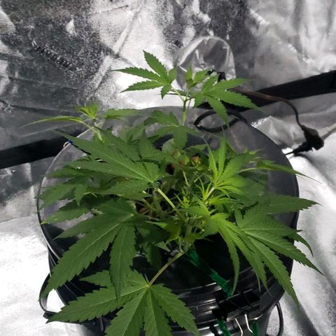 Guineo growlog timeline photo
