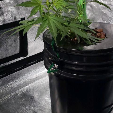 Guineo growlog timeline photo