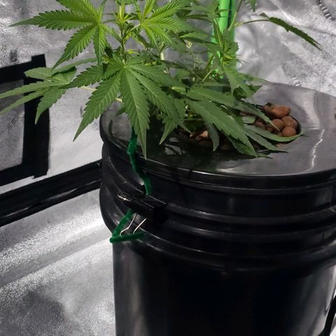Guineo growlog timeline photo