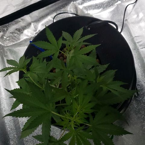 Guineo growlog timeline photo