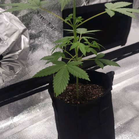 Patacon growlog timeline photo