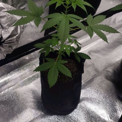Patacon growlog timeline photo