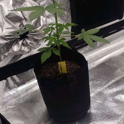 Patacon growlog timeline photo