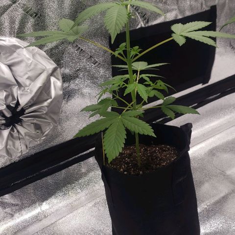 Patacon growlog timeline photo