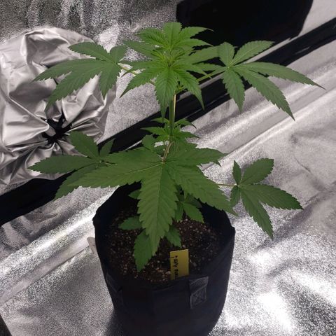 Patacon growlog timeline photo