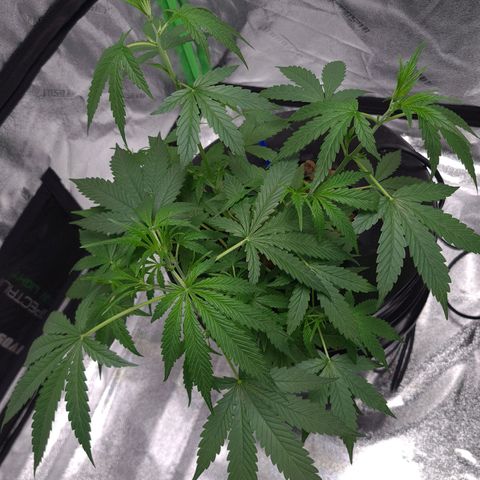 Guineo growlog timeline photo