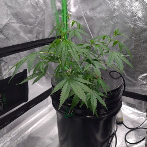 Guineo growlog timeline photo