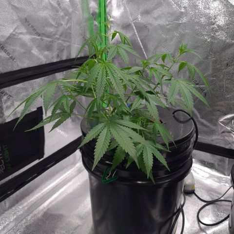 Guineo growlog timeline photo