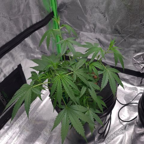 Guineo growlog timeline photo