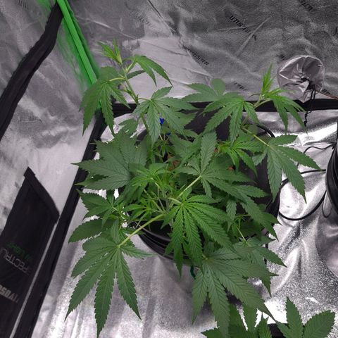 Guineo growlog timeline photo