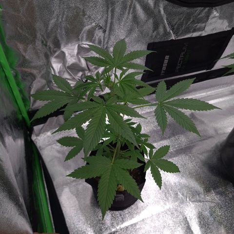 Patacon growlog timeline photo