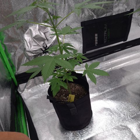 Patacon growlog timeline photo