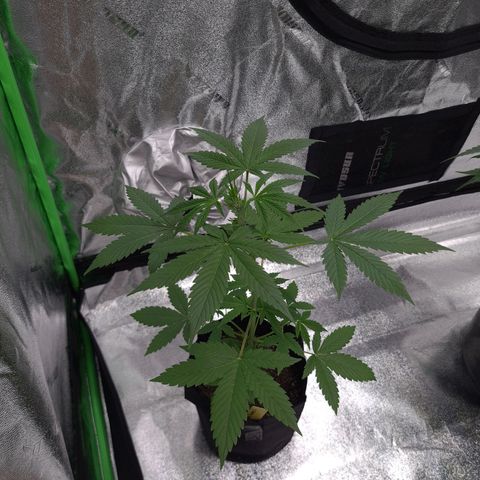 Patacon growlog timeline photo
