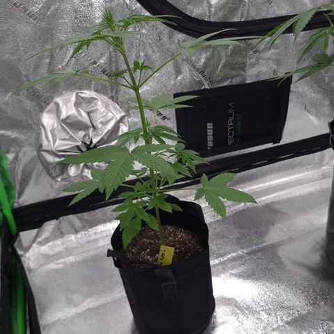 Patacon growlog timeline photo