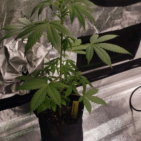 Patacon growlog timeline photo