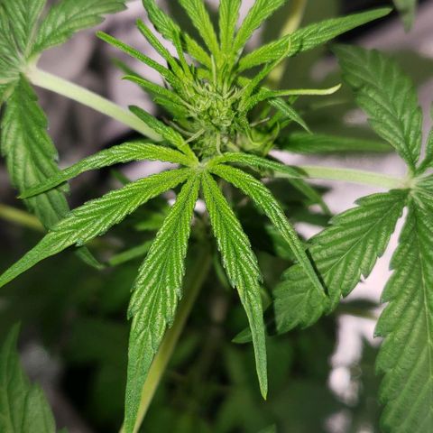 Patacon growlog timeline photo
