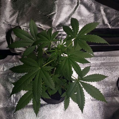 Patacon growlog timeline photo