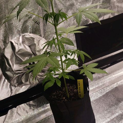 Patacon growlog timeline photo