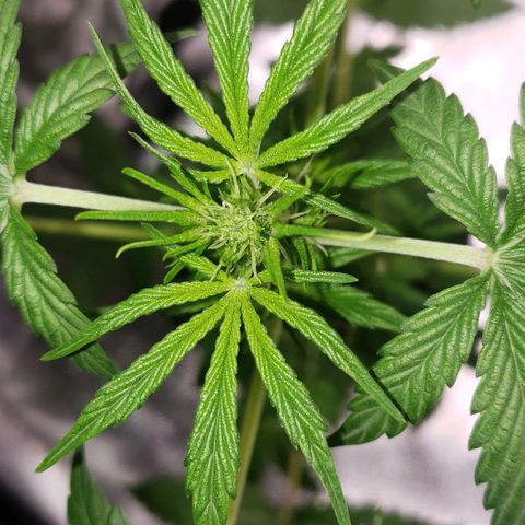 Patacon growlog timeline photo