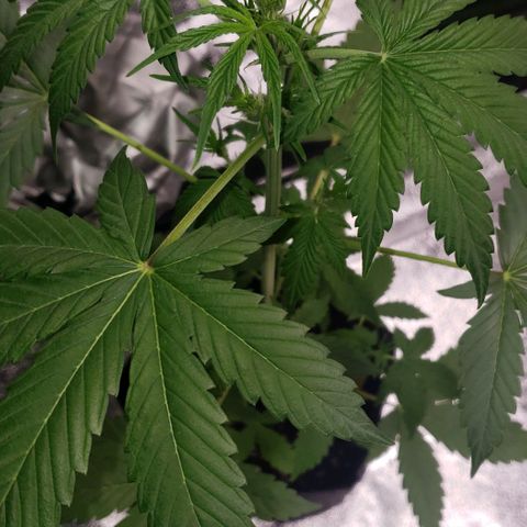 Patacon growlog timeline photo