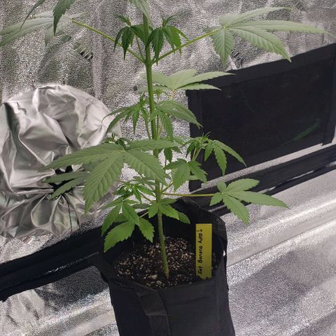 Patacon growlog timeline photo