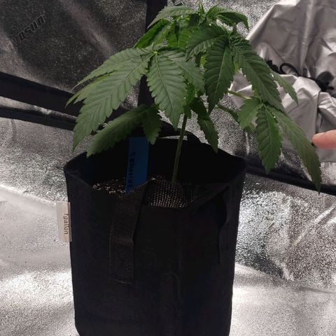 Peyote growlog timeline photo