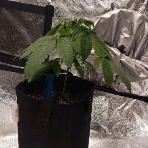 Peyote growlog timeline photo
