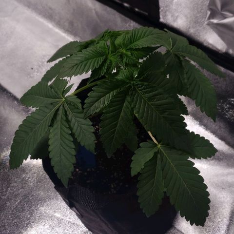 Peyote growlog timeline photo