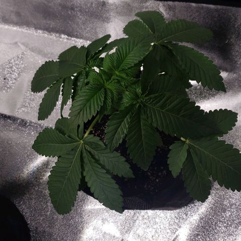 Peyote growlog timeline photo