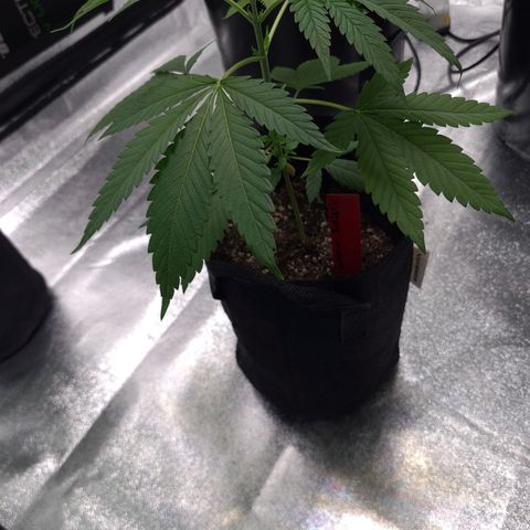 Samarian Sunset growlog timeline photo