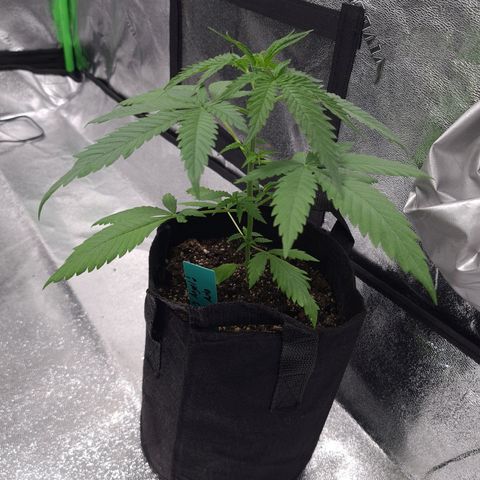 Angelito growlog timeline photo