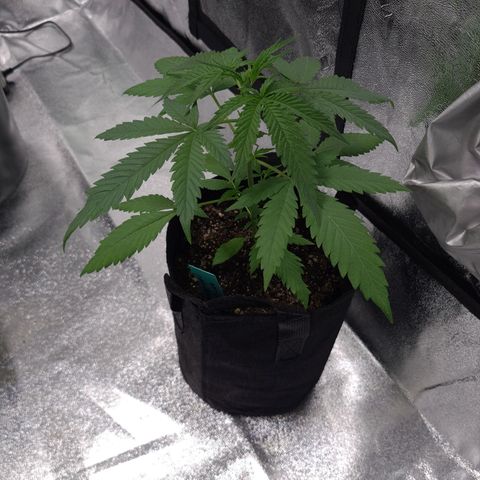 Angelito growlog timeline photo