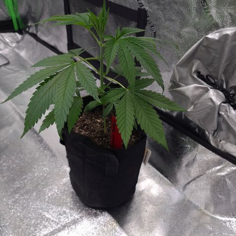 Samarian Sunset growlog timeline photo