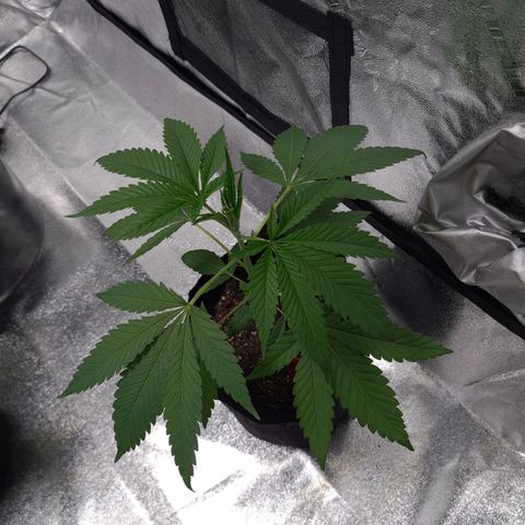 Samarian Sunset growlog timeline photo