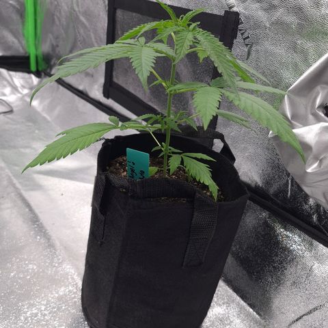 Angelito growlog timeline photo