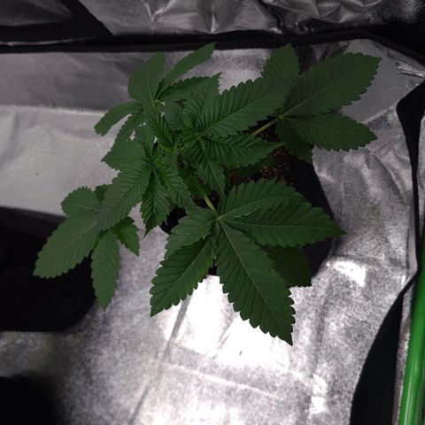 Peyote growlog timeline photo
