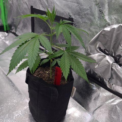 Samarian Sunset growlog timeline photo